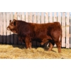 Image 1 : WHR Simmentals