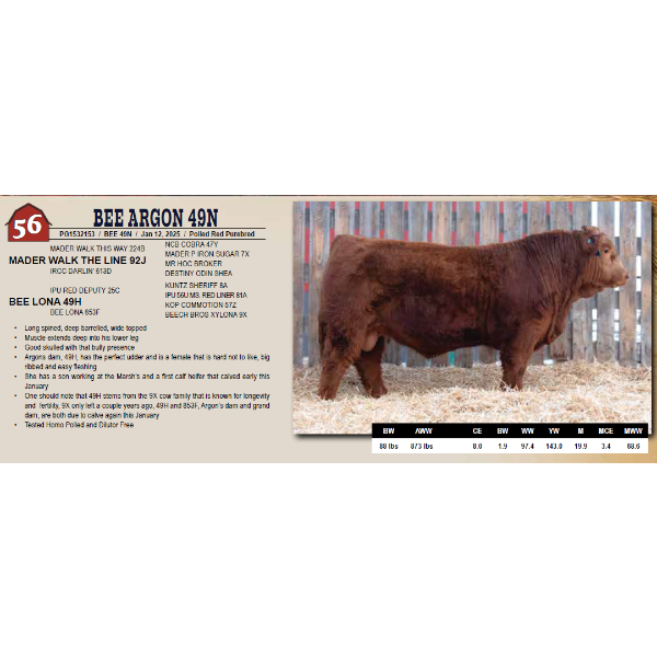 BEE ARGON 49N