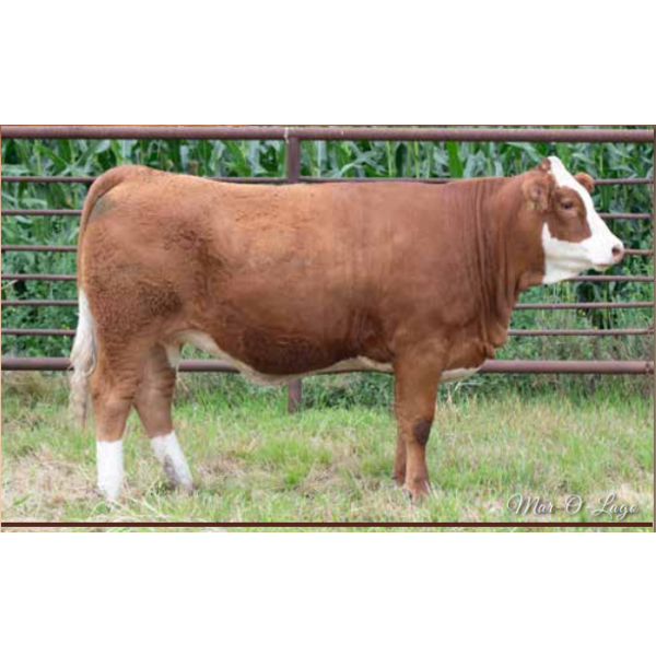 Century Simmentals