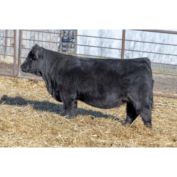 SIBL Simmentals / KD's Simmentals