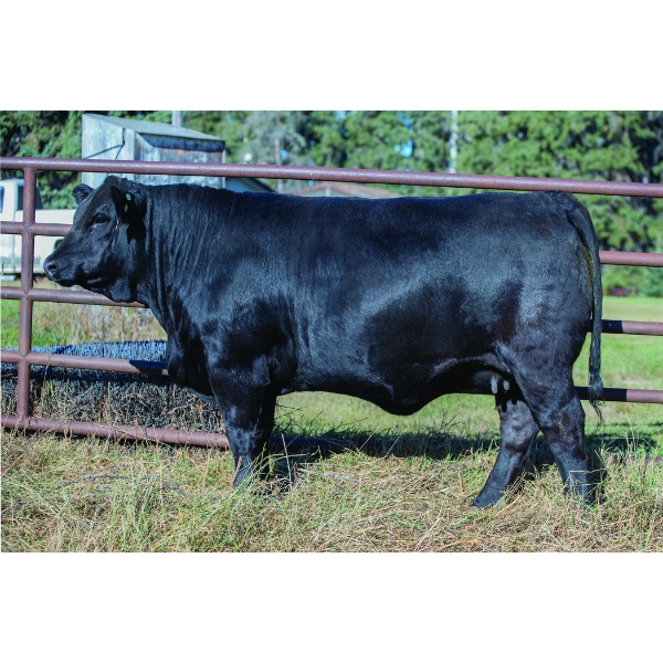 Diamond B Simmentals