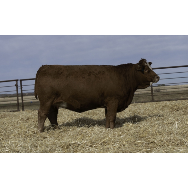 Beechinor Bros Simmentals