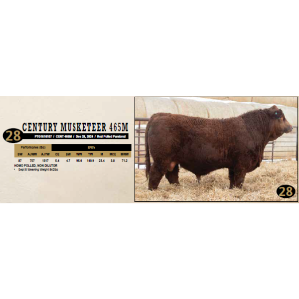 Century Simmentals