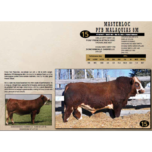 Masterloc Simmentals