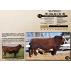 Image 1 : Masterloc Simmentals