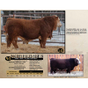 Image 1 : Diamond B Simmentals