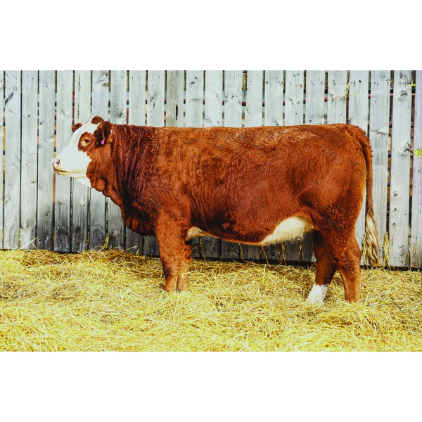Keato Meadow Simmentals 