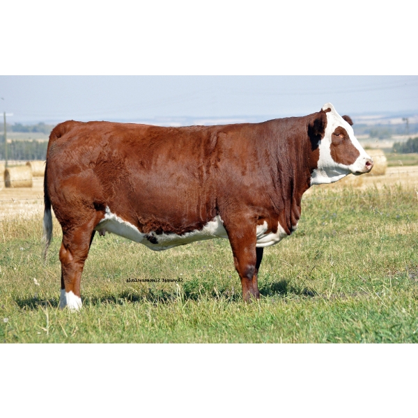 Skywest Simmentals