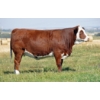 Image 1 : Skywest Simmentals