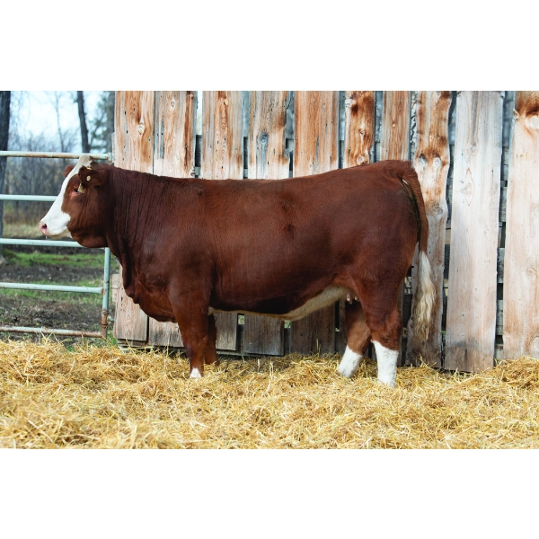 Terry Vernon and Sons