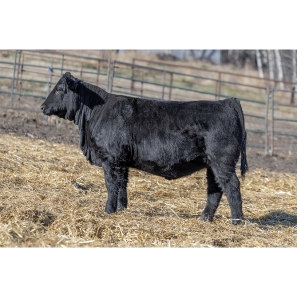 SIBL Simmentals