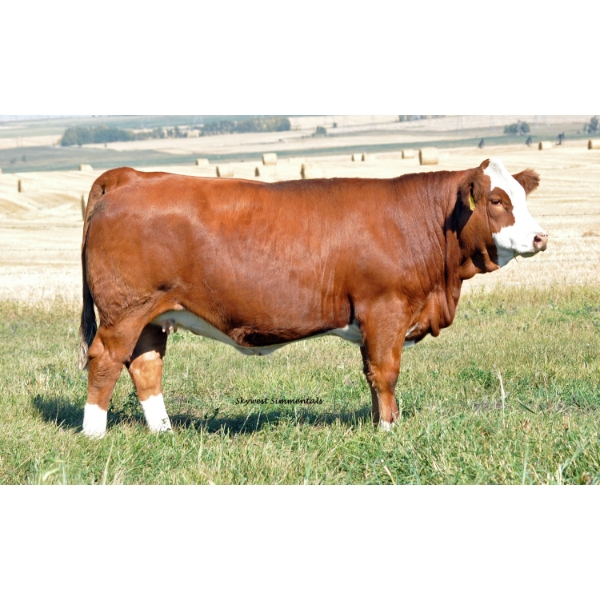 Skywest Simmentals