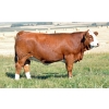 Image 1 : Skywest Simmentals