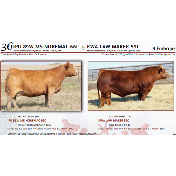 IPU 89W MS NOREMAC 66C by KWA LAW MAKER 59C - 3 Embryos 