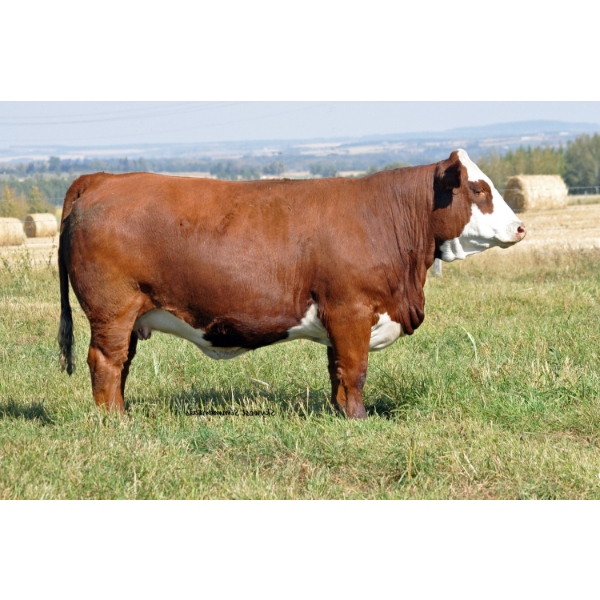 Skywest Simmentals