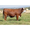 Image 1 : Skywest Simmentals
