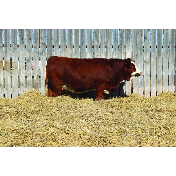 Richlan Farms Fleckvieh Simmentals