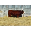 Image 1 : Richlan Farms Fleckvieh Simmentals