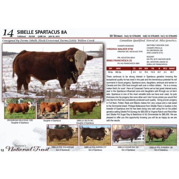 SIBELLE SPARTACUS 8A - 10 STRAWS