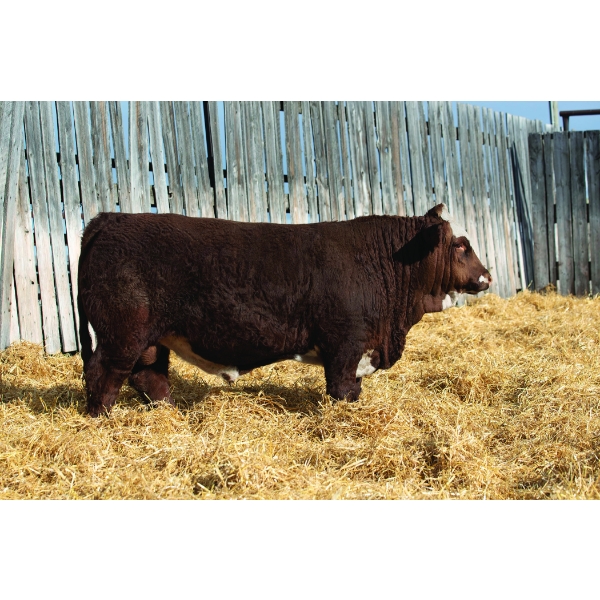 Okotoks Fleckvieh Group