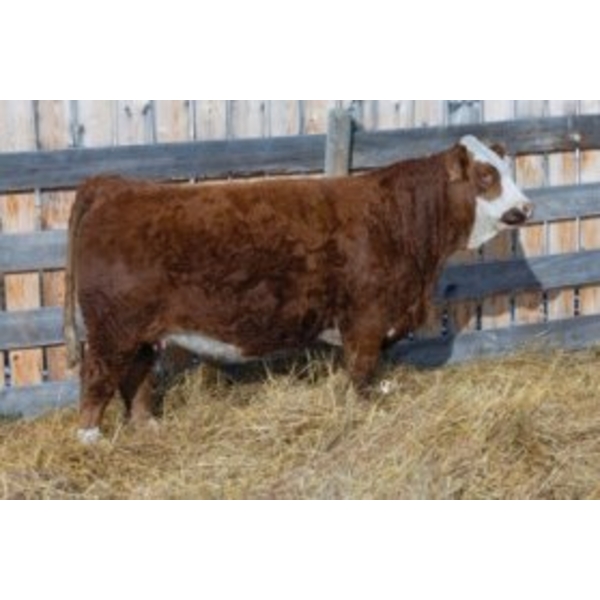 Mountain Ash Simmentals