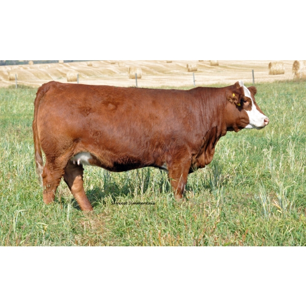 Skywest Simmentals