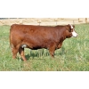 Image 1 : Skywest Simmentals
