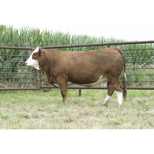 Century Simmentals