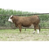 Image 1 : Century Simmentals