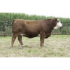 Image 1 : Century Simmentals