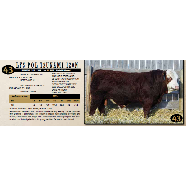 LANGER FLECKVIEH SIMMENTALS