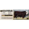 Image 1 : LANGER FLECKVIEH SIMMENTALS