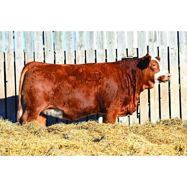 JEM Simmentals