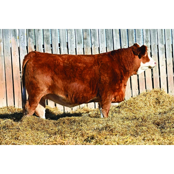 JEM Simmentals