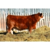 Image 1 : JEM Simmentals