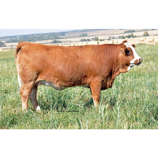Skywest Simmentals