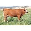 Image 1 : Skywest Simmentals