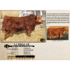 Image 1 : SKYLINE SIMMENTALS