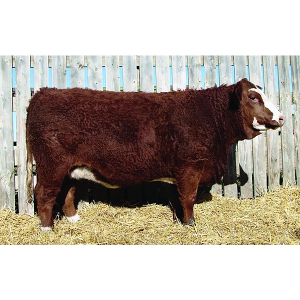 Kindred Spirit Cattle 