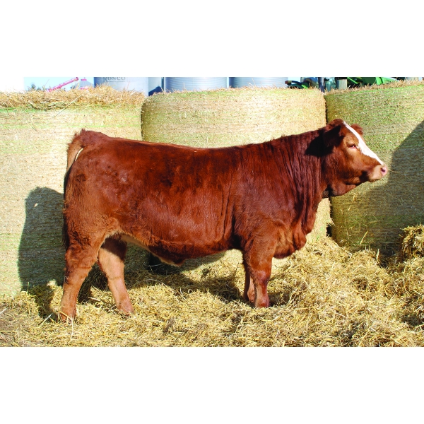 Skyline Simmentals
