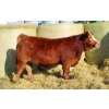 Image 1 : Skyline Simmentals