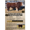 Image 1 : Masterloc Simmentals