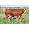 Image 1 : Skywest Simmentals