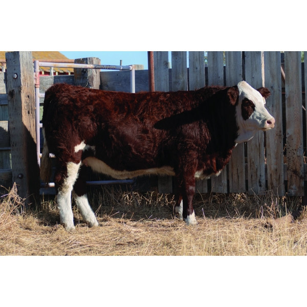 Jayshaw Simmentals