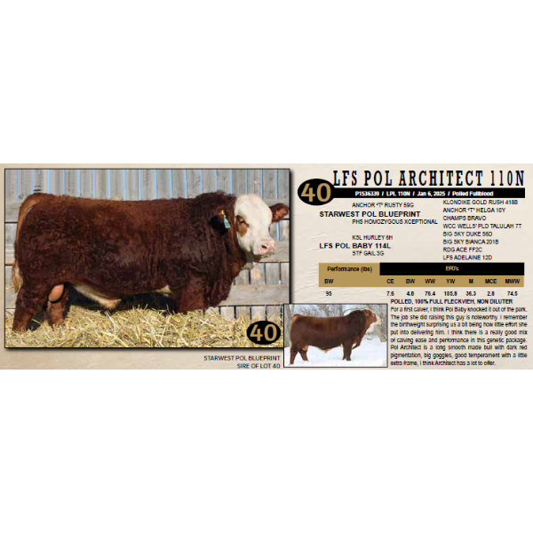 LANGER FLECKVIEH SIMMENTALS