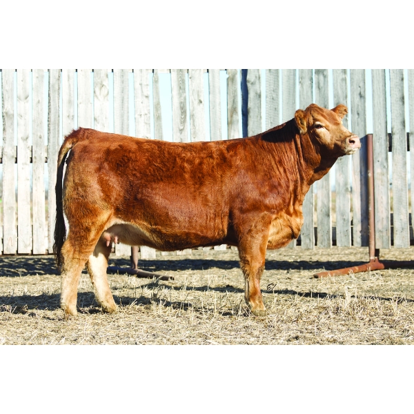 Silvercreek Simmentals