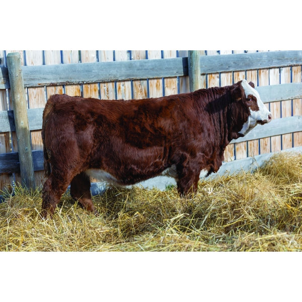 Mountain Ash Simmentals