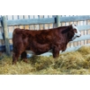 Image 1 : Mountain Ash Simmentals