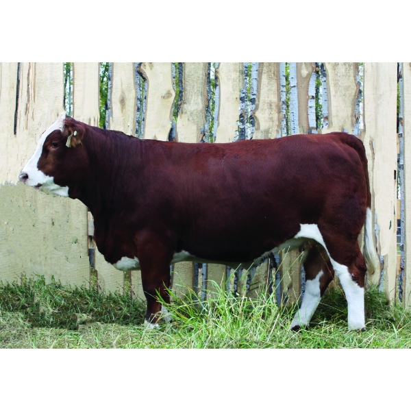 Langer Fleckvieh Simmentals