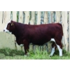Image 1 : Langer Fleckvieh Simmentals